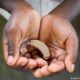 Boy from Africa holds a hearing aid in both hands